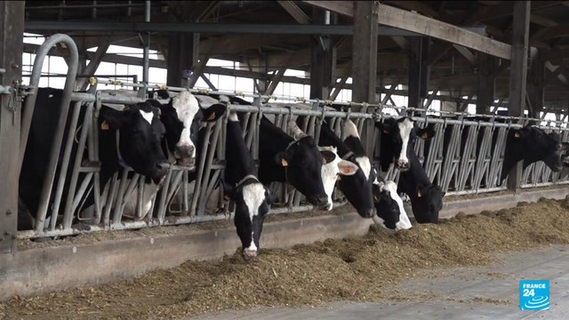 Taxe chinoise sur les produits laitiers européens : coup de massue pour les exportateurs