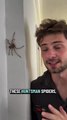 Un joven australiano mostró cómo atrapar una araña doméstica y se hizo viral: “Son inofensivas”