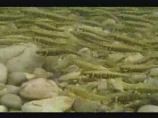 Frayère de Vairon - Ain 2008