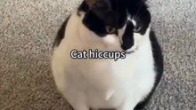 Cat hiccups.Funny Cats Movements For Cat lovers. Must Watch