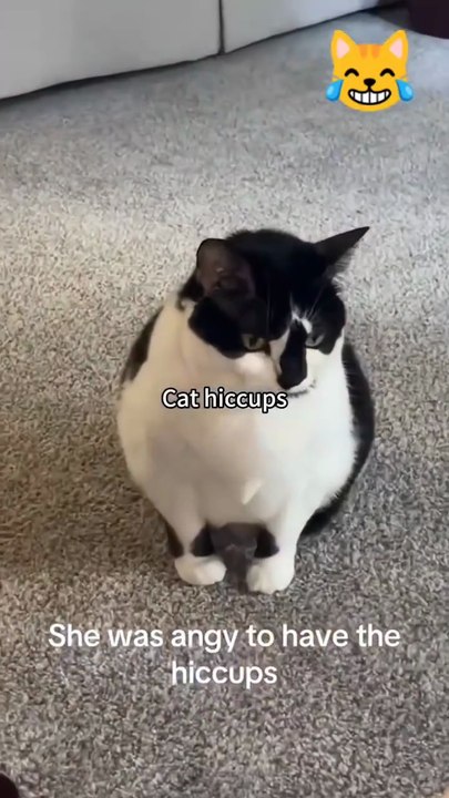 Cat hiccups.Funny Cats Movements For Cat lovers. Must Watch