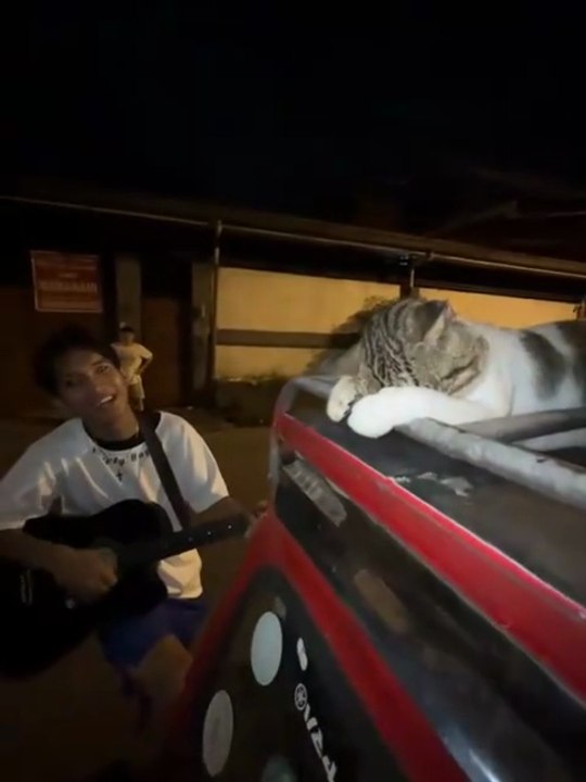 Funny Cats Movements For Cat lovers. Must Watch