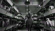 Esterina 1959 Film D Modugno