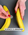 When science meets bananas