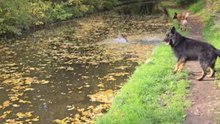Malinois learns the hard way that canal leaves are not solid ground