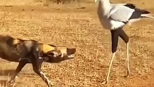 @natural_sceneria_Nature’s_precision_in_action__a_powerful_secretary_bird_stomps_a_venomous_snake_on_the_African_savanna,_proving_strength,_speed,_and