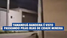 Tamanduá-bandeira é visto passeando pelas ruas de cidade mineira