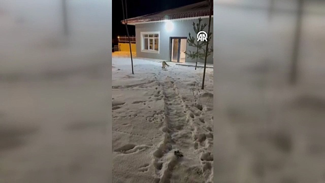 Bahçede yiyecek arayan tilki görüntülendi