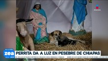 Perrita de la calle da a luz a siete cachorritos en un pesebre comunitario de Chiapas