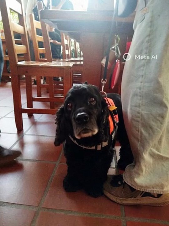 Un perro que Canta