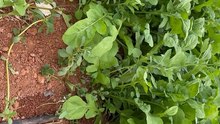 Purslane is being harvested from among the arugula.