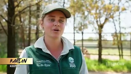 Taronga: Who’s Who In The Zoo - Season 6 Episode 7 - Emu Rescue