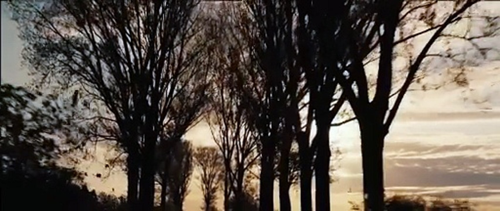 Pájaros - Trailer