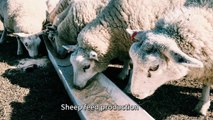 Sheep Feed Production Line | Complete Pellet Feed Solution for Sheep Farming