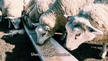 Sheep Feed Production Line | Complete Pellet Feed Solution for Sheep Farming
