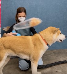 Eco-Friendly Beauty Tool Made by My Furry Friend!