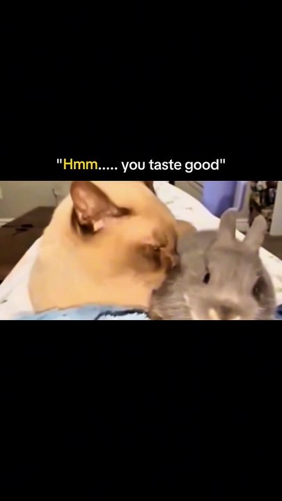 Funny Cats Movements For Cat lovers. Must Watch