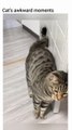 Dumb cats. Funny Cats Movements For Cat lovers. Must Watch