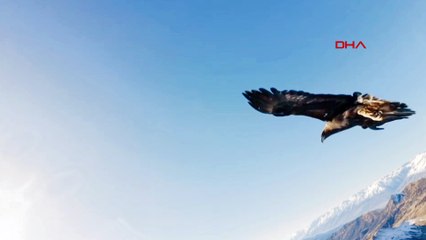 Kartal dronu havada kaptı: Dağın zirvesine bıraktı