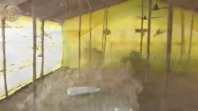 poultry farm ke liye sasta natural feed | black soldier fly farming | black soldier fly egg