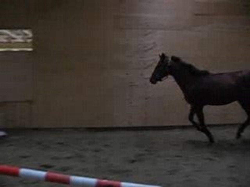 Lover Boy à l'obstacle en liberté (Sans bug)