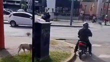 Dog goes viral after accidentally adopting himself at a stoplight