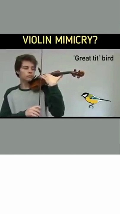 Violin Mimicry