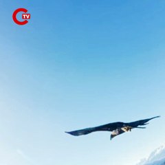 Kartalın kaptığı dron 6 saatlik tırmanışla geri alındı; o anlar kamerada