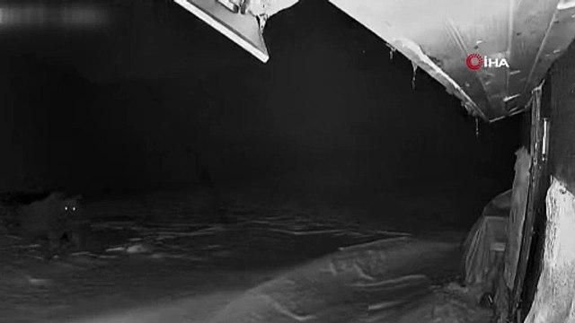 Doğu Karadeniz’de ayı dehşeti! Kar yağdı ama onlar bir türlü kış uykusuna yatmadı