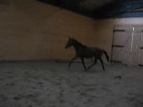 Lover Boy à l'obstacle en liberté 3 (Sans bug)