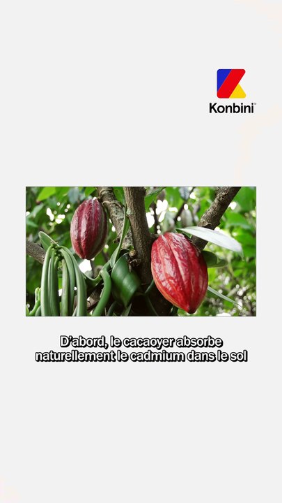 Est-il possible de consommer du chocolat sans risquer sa vie ? | Speech