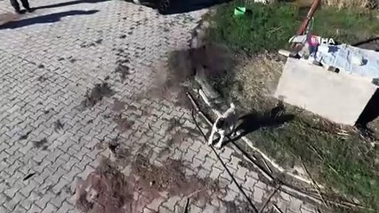 Yavru kangalın dron merakı gülümsetti