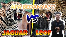 Perbedaan Macan Tutul dan Jaguar