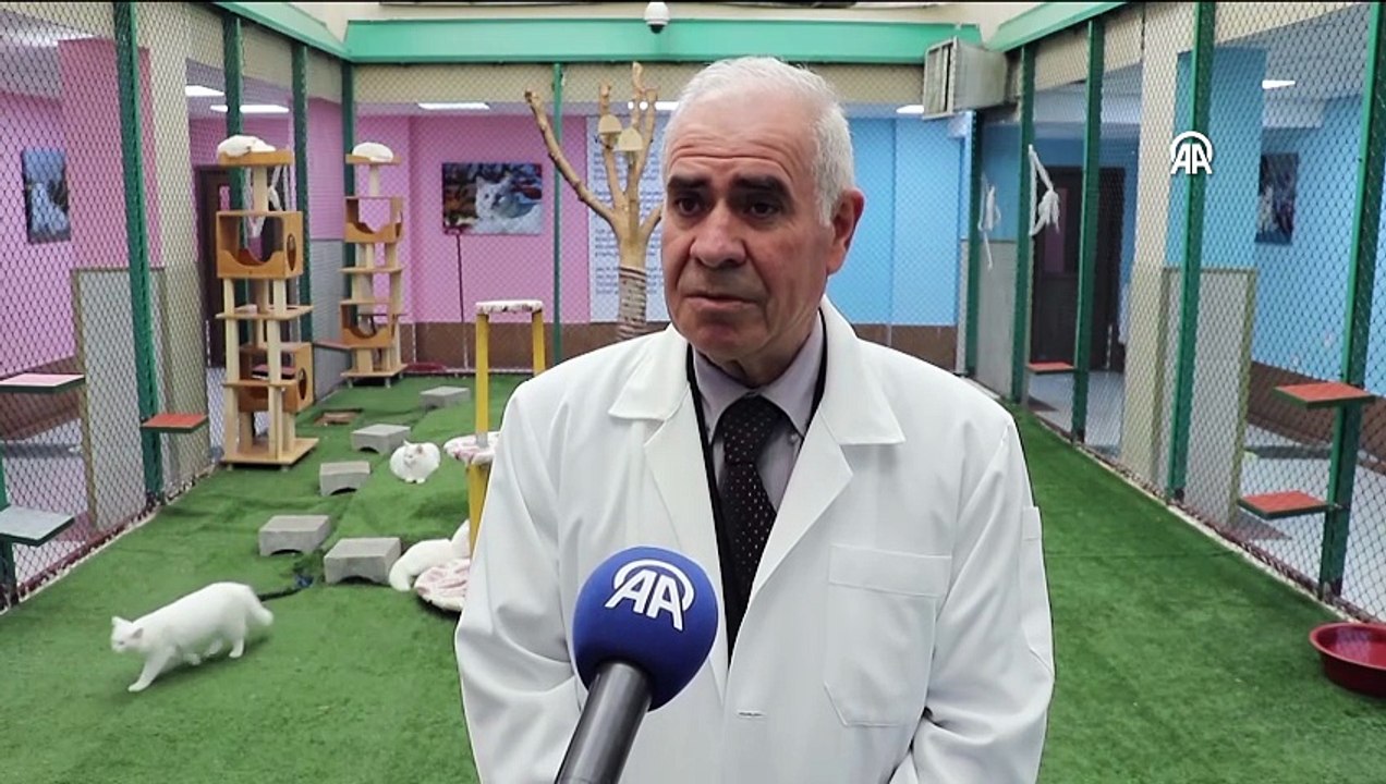 Koruma altındaki Van kedileri bu yıl 120 yavru doğurdu