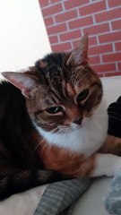 Christmas Eve With My Cat 🎄🐱 | Queen of the House Waiting for Dinner #cat #cats #funnycats #funnyanimals #Christmas #ChristmasEve #viralcats  #fyp #lovely #goodmood