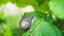 10 Gardening Tips For Preventing Snail Infestations