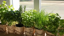 10 Easy To Harvest Herbs That You Can Grow on a Windowsill