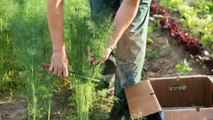 10 Amazing Gardening Tips for Growing Big Bushy Dill