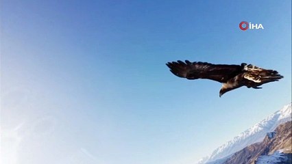 Kartal dronu kaptı, dağın zirvesine bıraktı: O anlar kamerada