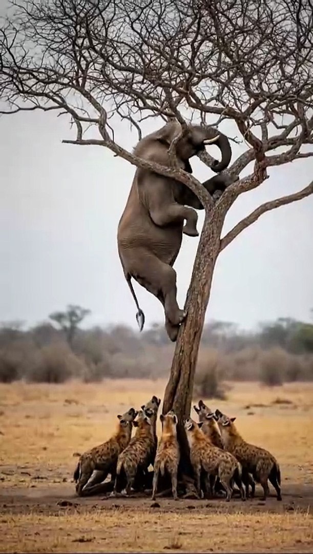 ⁣Amazing animals love #best #animals (1)