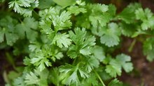 10 Common Mistakes Gardeners Make When Growing Parsley