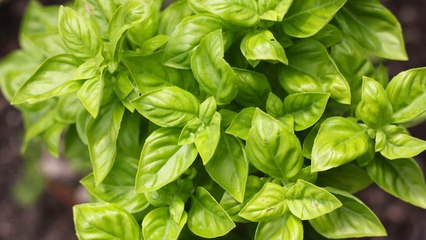 10 Mistakes Gardeners Make When Growing Basil