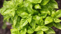 10 Mistakes Gardeners Make When Growing Basil