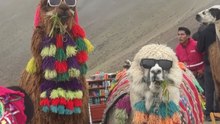 Pair of Llamas in sunglasses becomes the highlight of woman's tour of Rainbow Mountain
