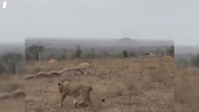 Hyenas Pull Off an Unbelievable Rescue After Lions Take One of Their Own