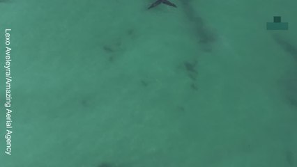 Incredible Moment Woman Swims Alongside Two Huge Whales