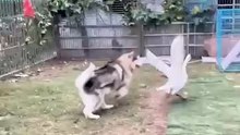 dog and duck fight