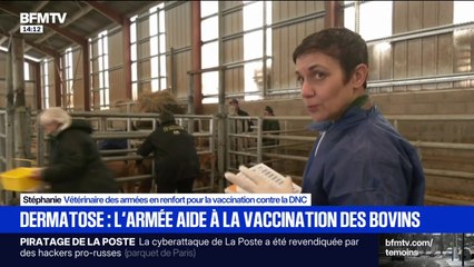 Dermatose: les vétérinaires de l'armée aident à la vaccination des bovins