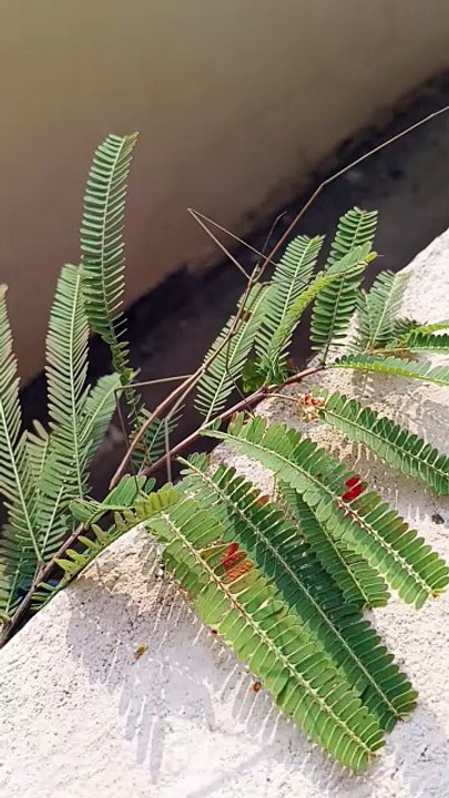 Found a Stick Insect Playing Dead! 🌿 (Walking Stick)