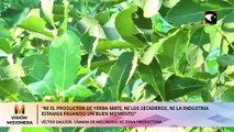 “Ni el productor de yerba mate, ni los secaderos, ni la industria estamos pasando un buen momento”